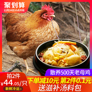 土鸡新鲜老母鸡2.3斤农家鸡野鸡笨鸡走地鸡母鸡正宗农村散养土鸡